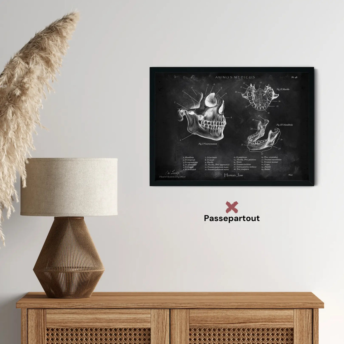 Kiefergelenk Anatomie - Chalkboard - Animus Medicus GmbH