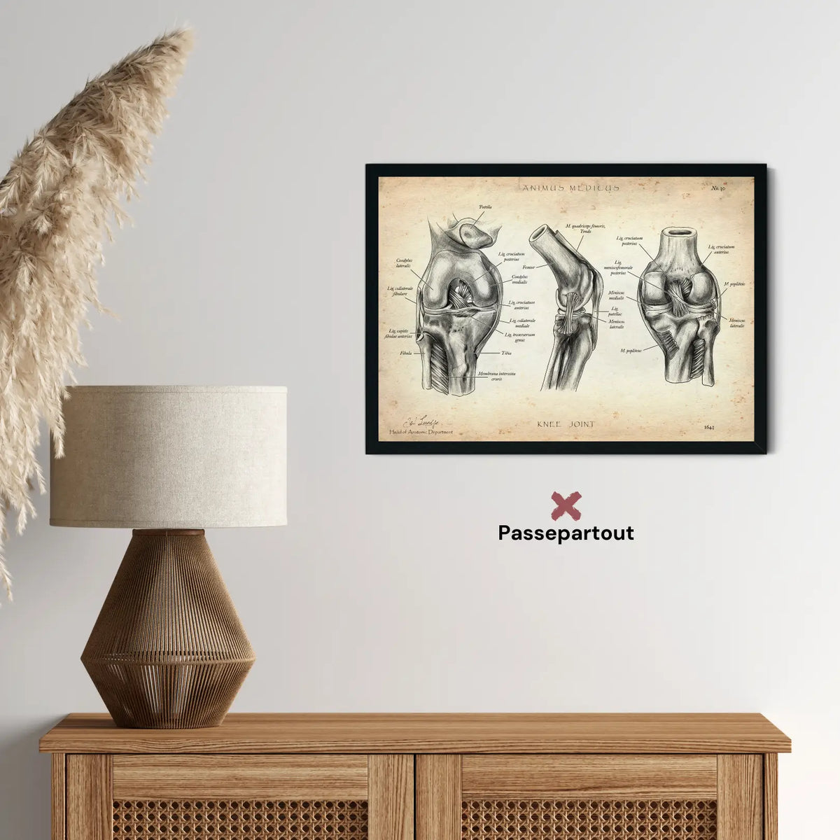 Kniegelenk Anatomie - Animus Medicus GmbH