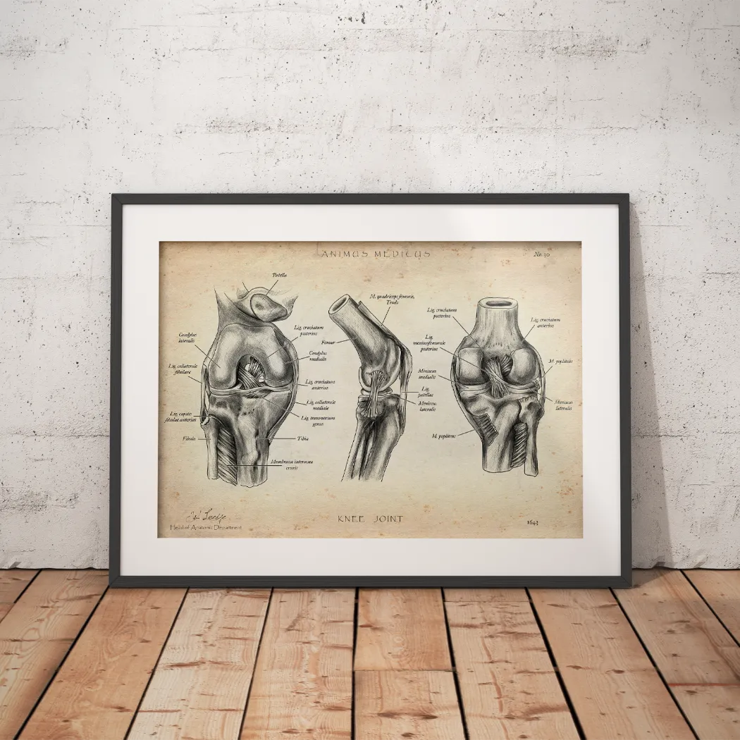 Kniegelenk Anatomie - Animus Medicus GmbH