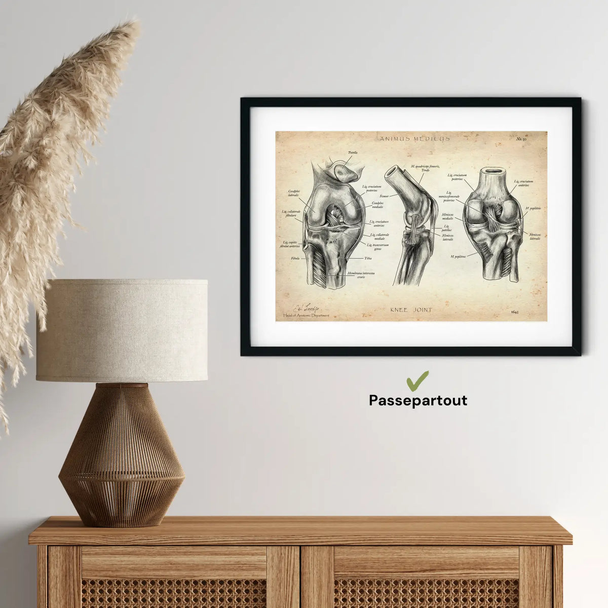 Kniegelenk Anatomie - Animus Medicus GmbH