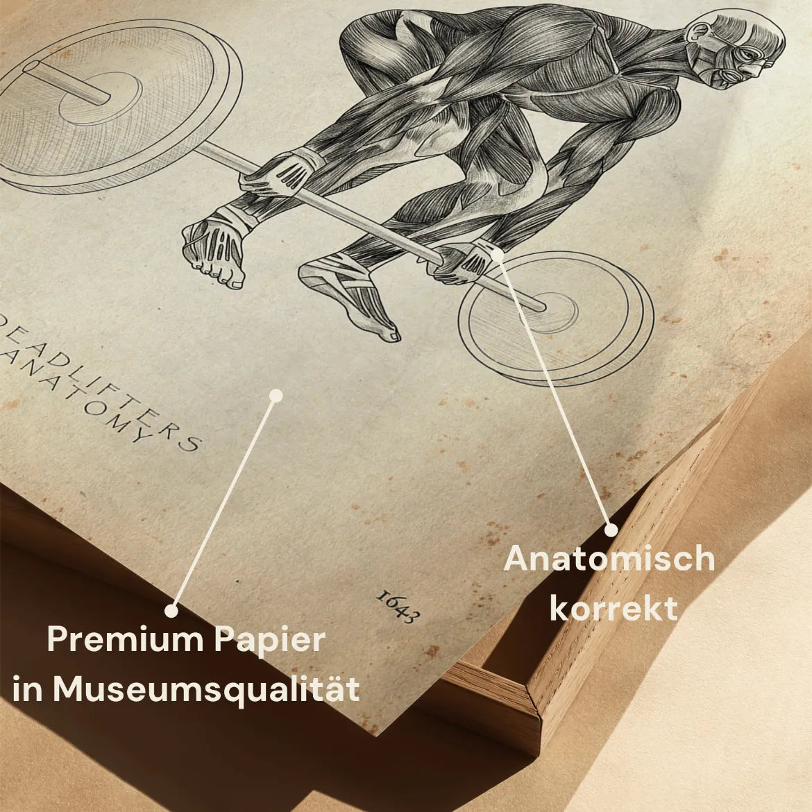 Kreuzheben Anatomie Poster - Animus Medicus GmbH