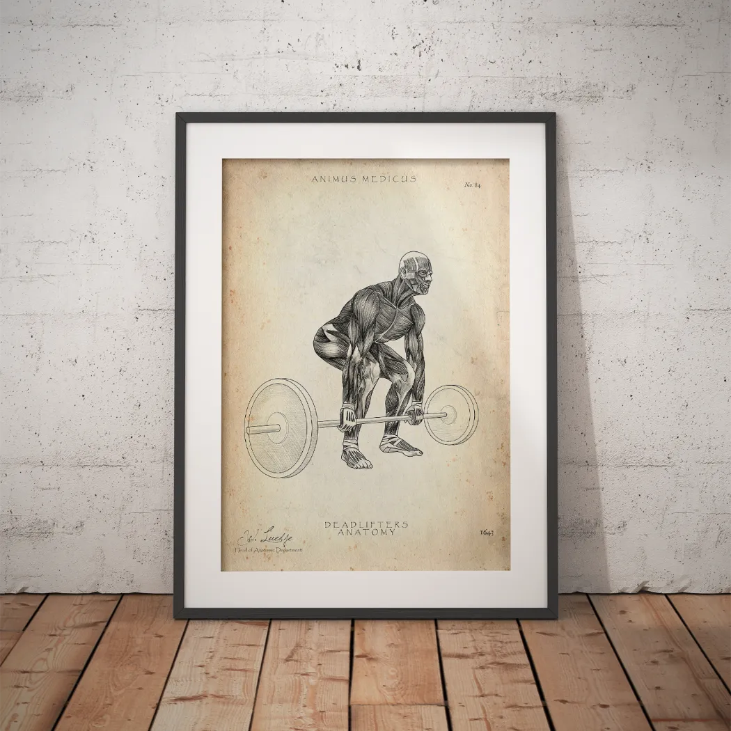 Kreuzheben Anatomie Poster - Animus Medicus GmbH