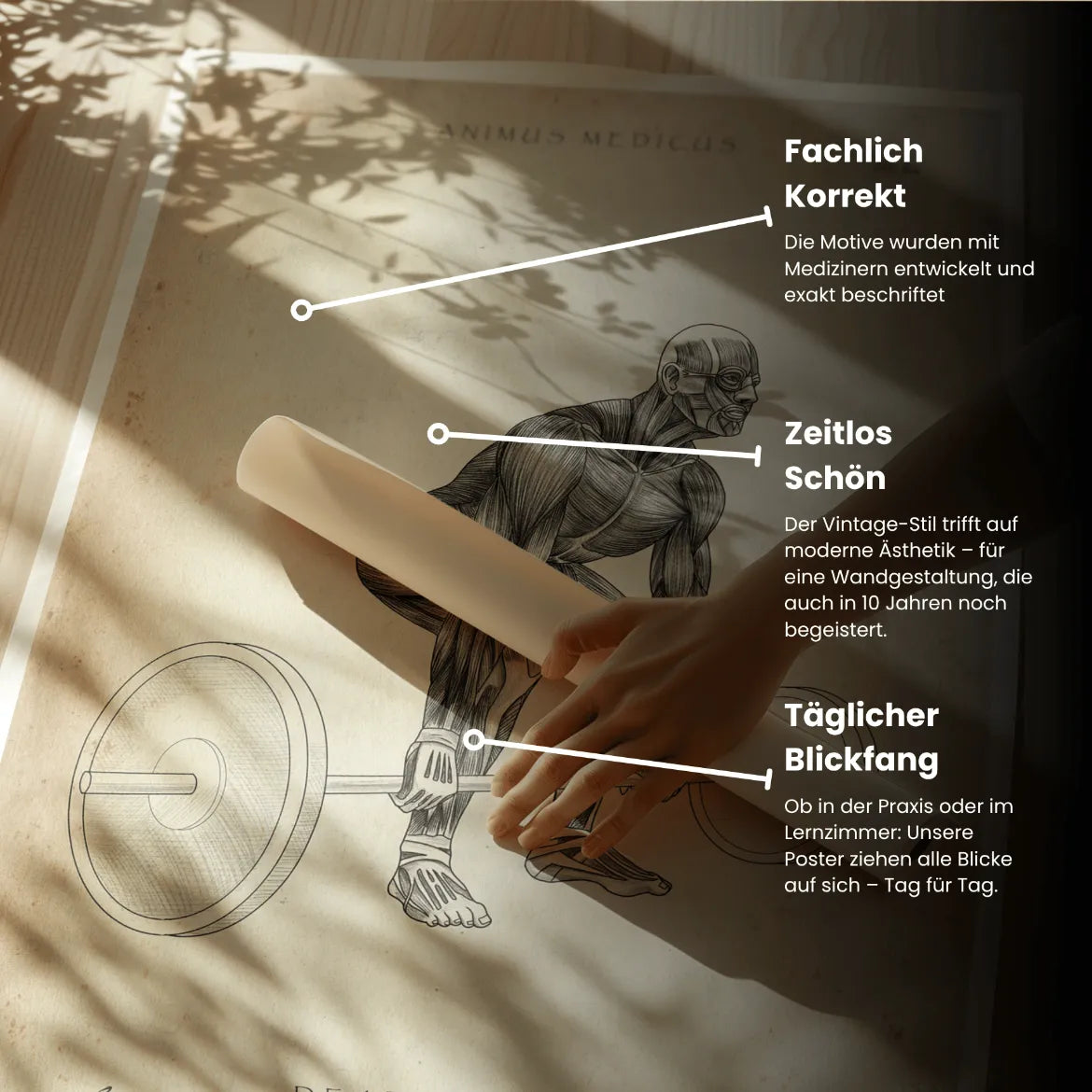 Kreuzheben Anatomie Poster - Animus Medicus GmbH