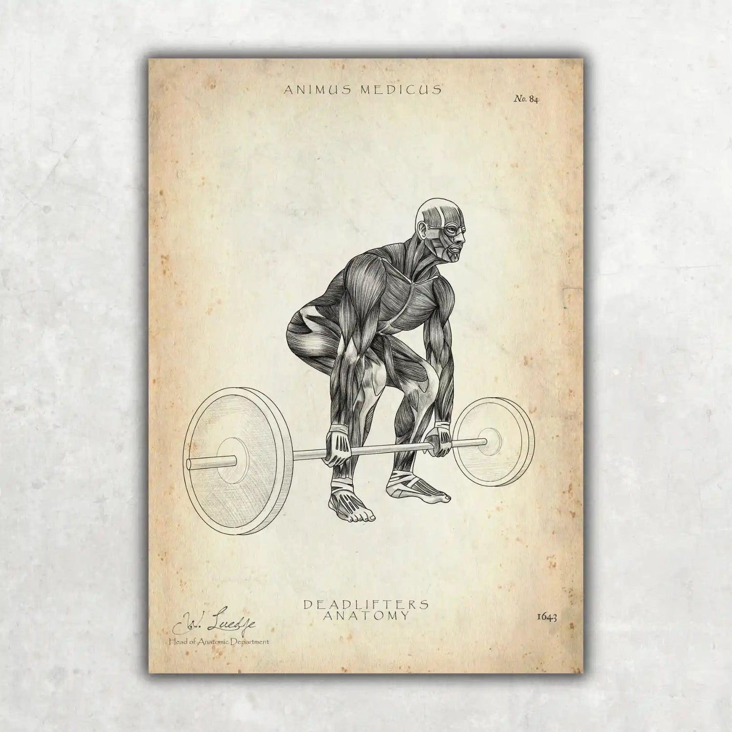 Kreuzheben Anatomie Poster - Animus Medicus GmbH