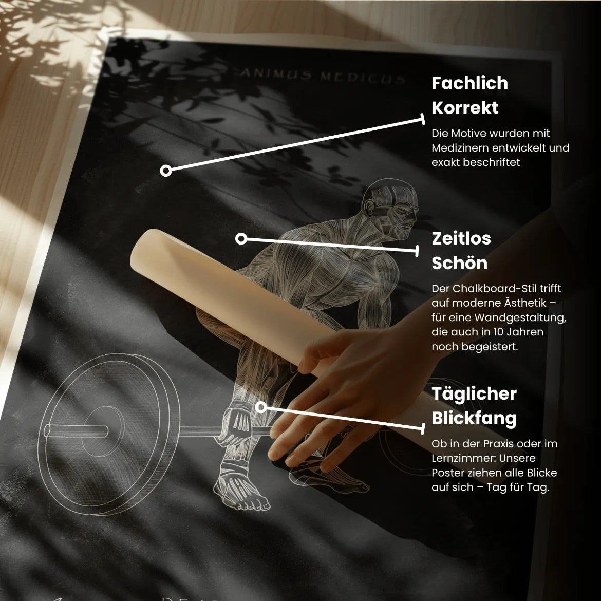 Kreuzheben Anatomie Poster - Chalkboard - Animus Medicus GmbH