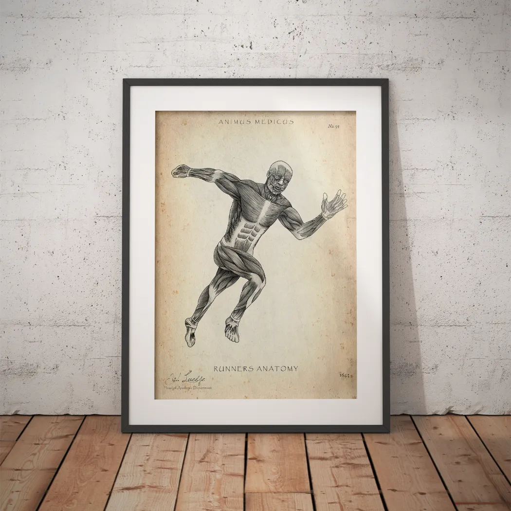Läufer Anatomie Poster - Animus Medicus GmbH