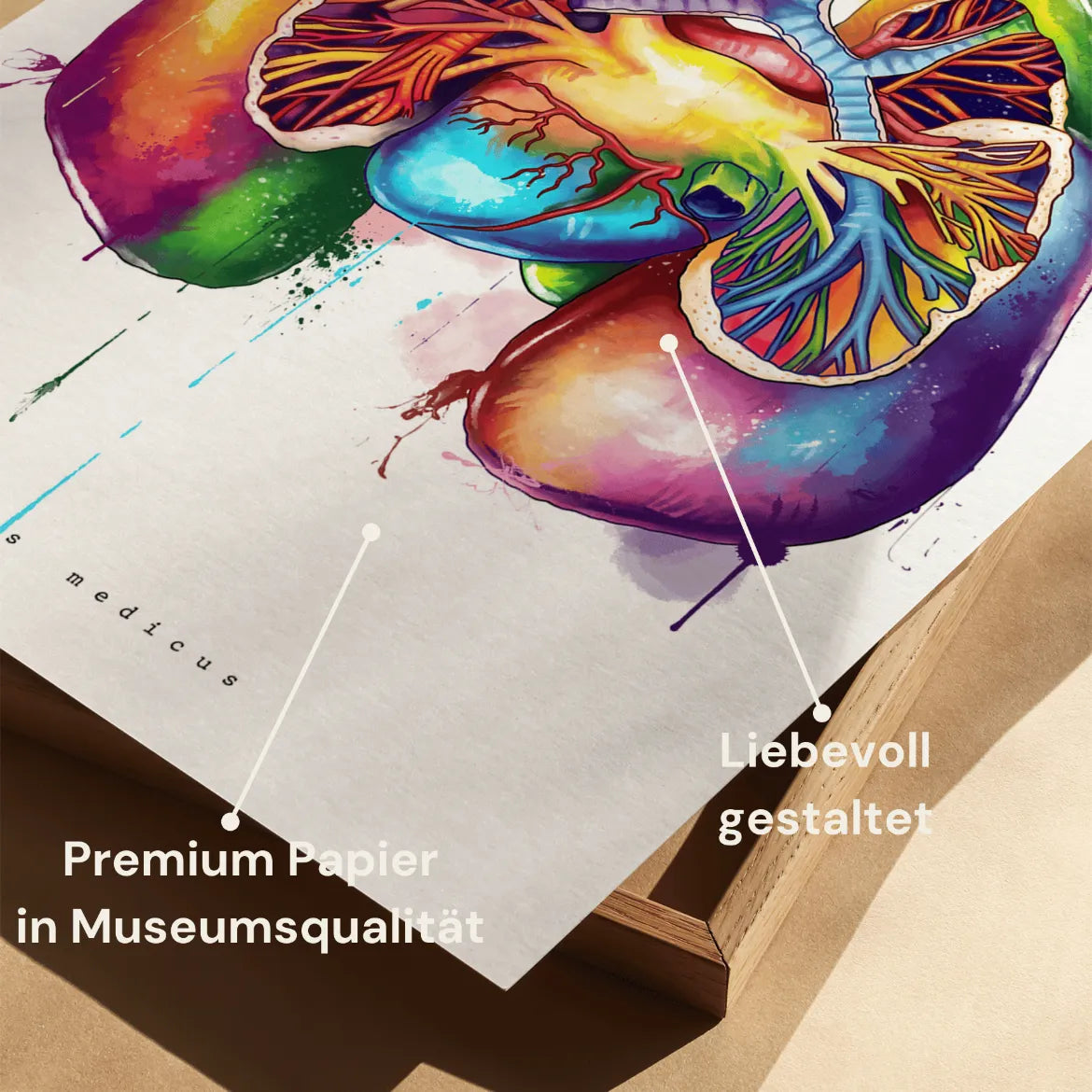 Lungen Anatomie - Rainbow - Animus Medicus GmbH