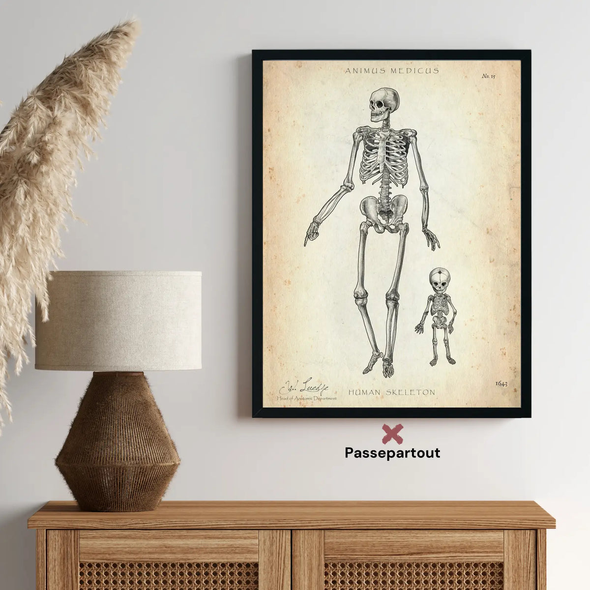 Menschliche Skelett - Animus Medicus GmbH