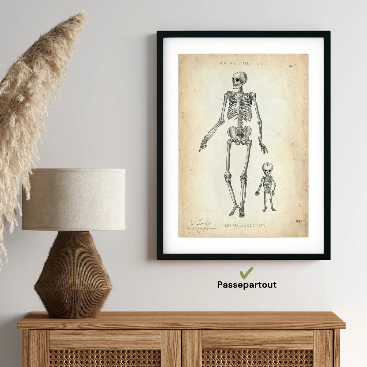 Menschliche Skelett - Animus Medicus GmbH