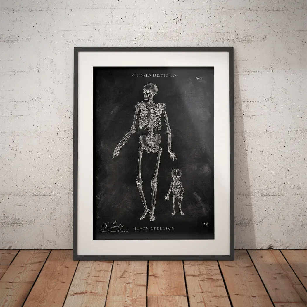Menschliche Skelett - Chalkboard - Animus Medicus GmbH