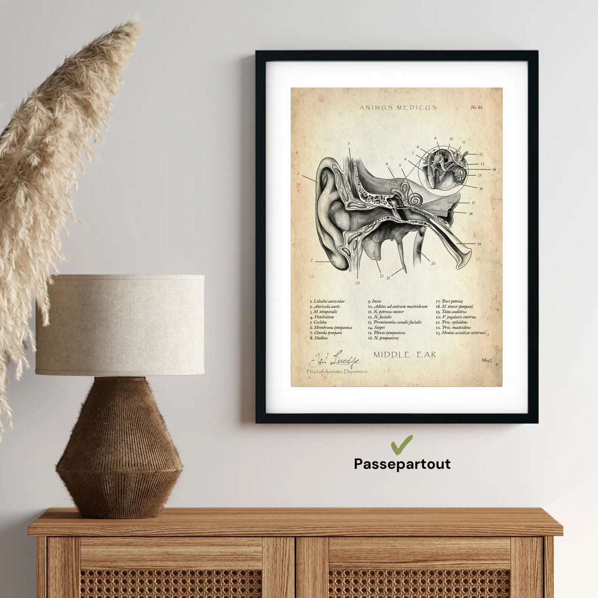 Mittelohr Anatomie - Animus Medicus GmbH