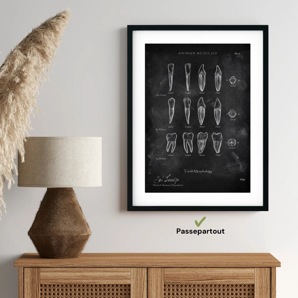 Morphologie der Zähne - Chalkboard - Animus Medicus GmbH