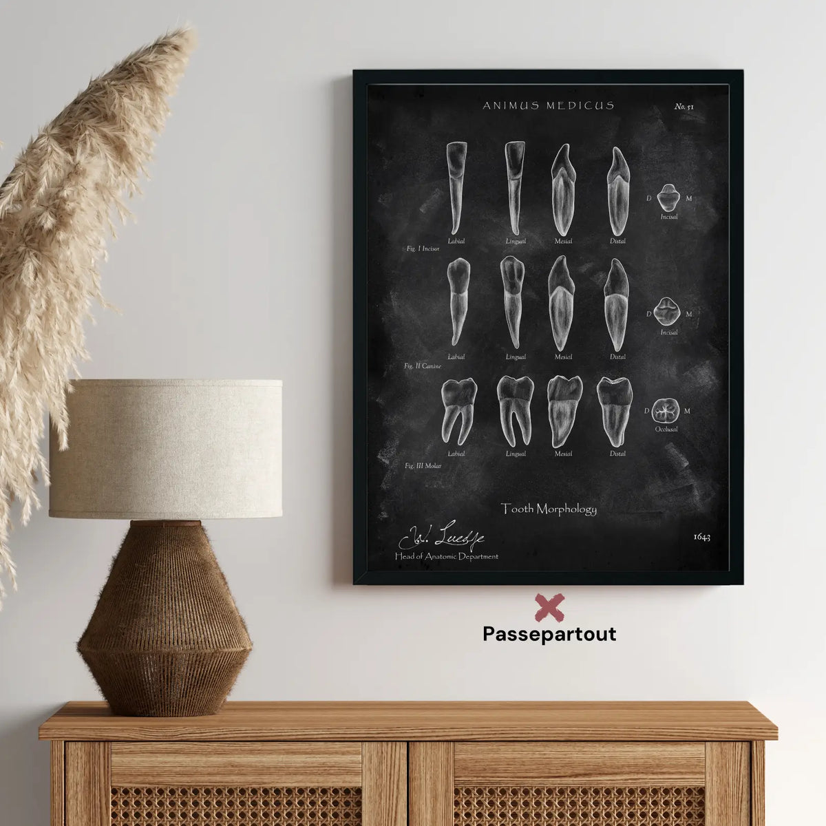 Morphologie der Zähne - Chalkboard - Animus Medicus GmbH