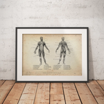 Muskeln Anatomie - Animus Medicus GmbH