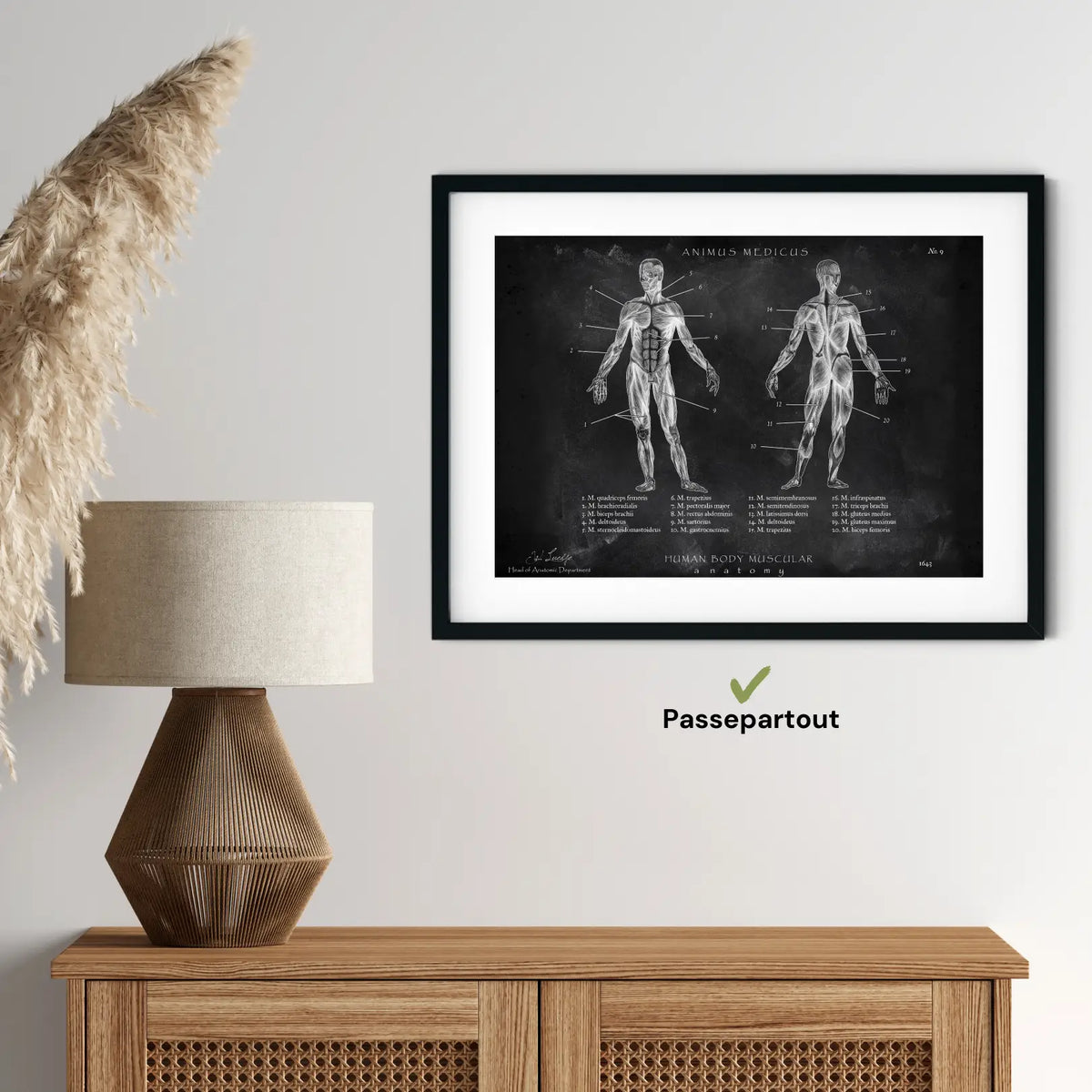 Muskeln Anatomie - Chalkboard - Animus Medicus GmbH