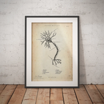 Nervenzelle Aufbau - Animus Medicus GmbH