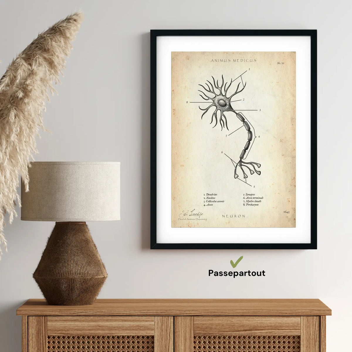 Nervenzelle Aufbau - Animus Medicus GmbH