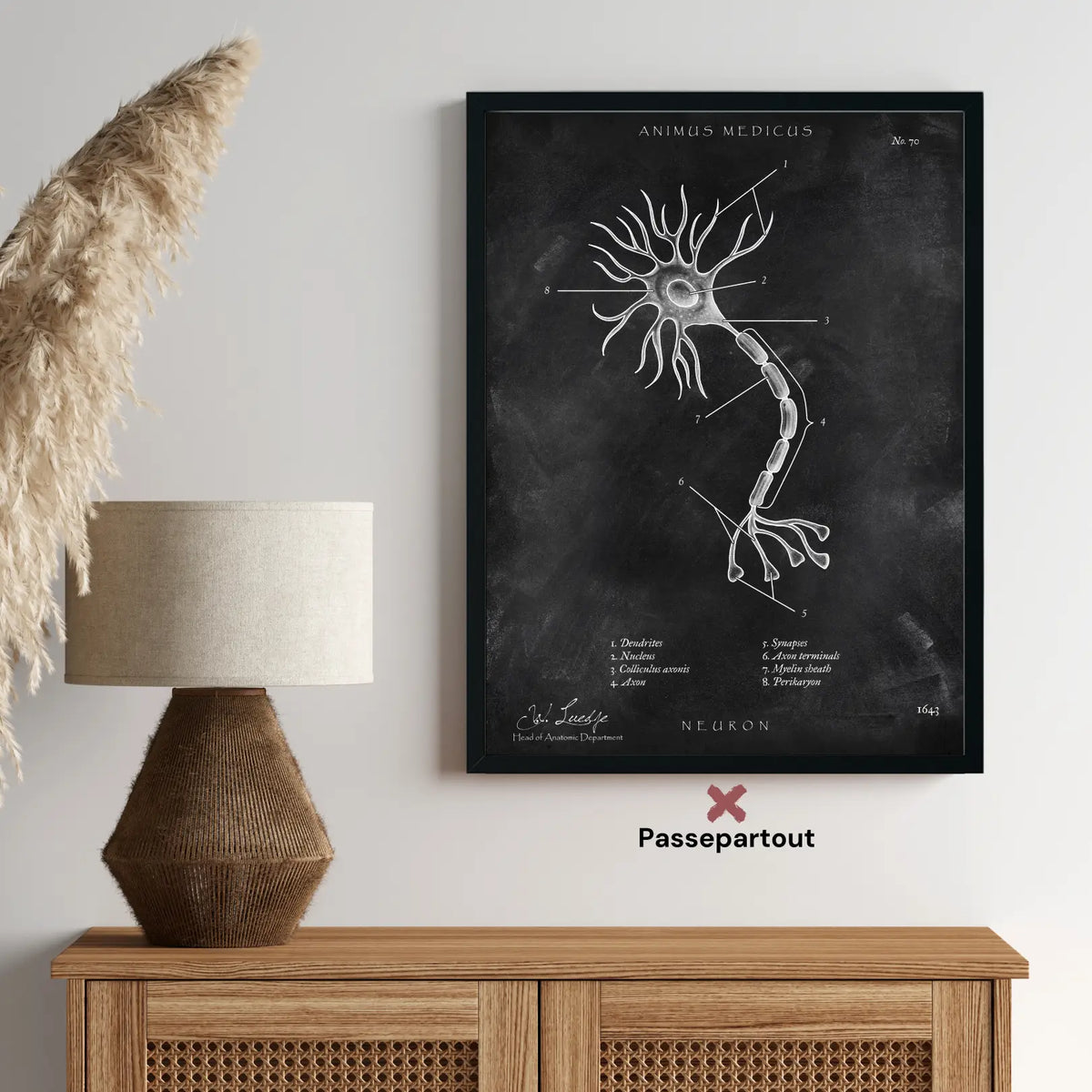 Nervenzelle Aufbau - Chalkboard - Animus Medicus GmbH