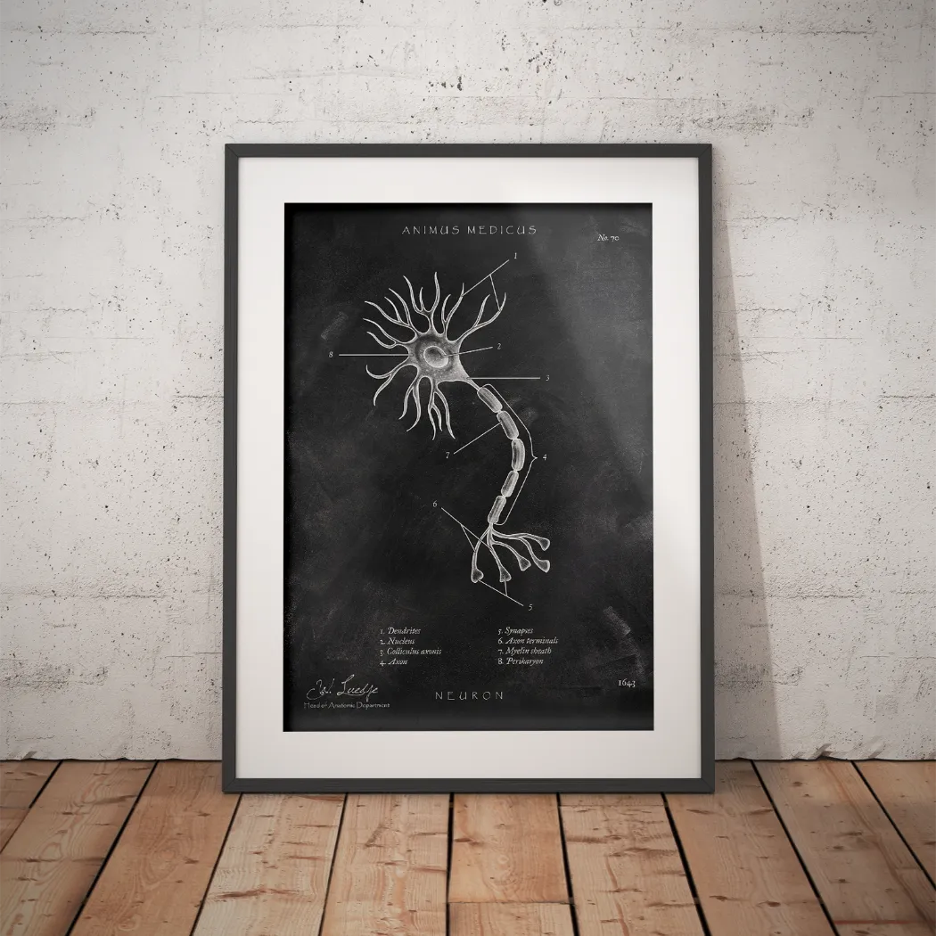 Nervenzelle Aufbau - Chalkboard - Animus Medicus GmbH