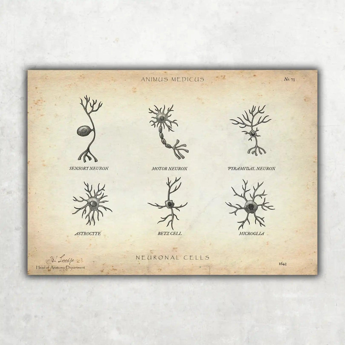 Neuronale Zellen - Animus Medicus GmbH