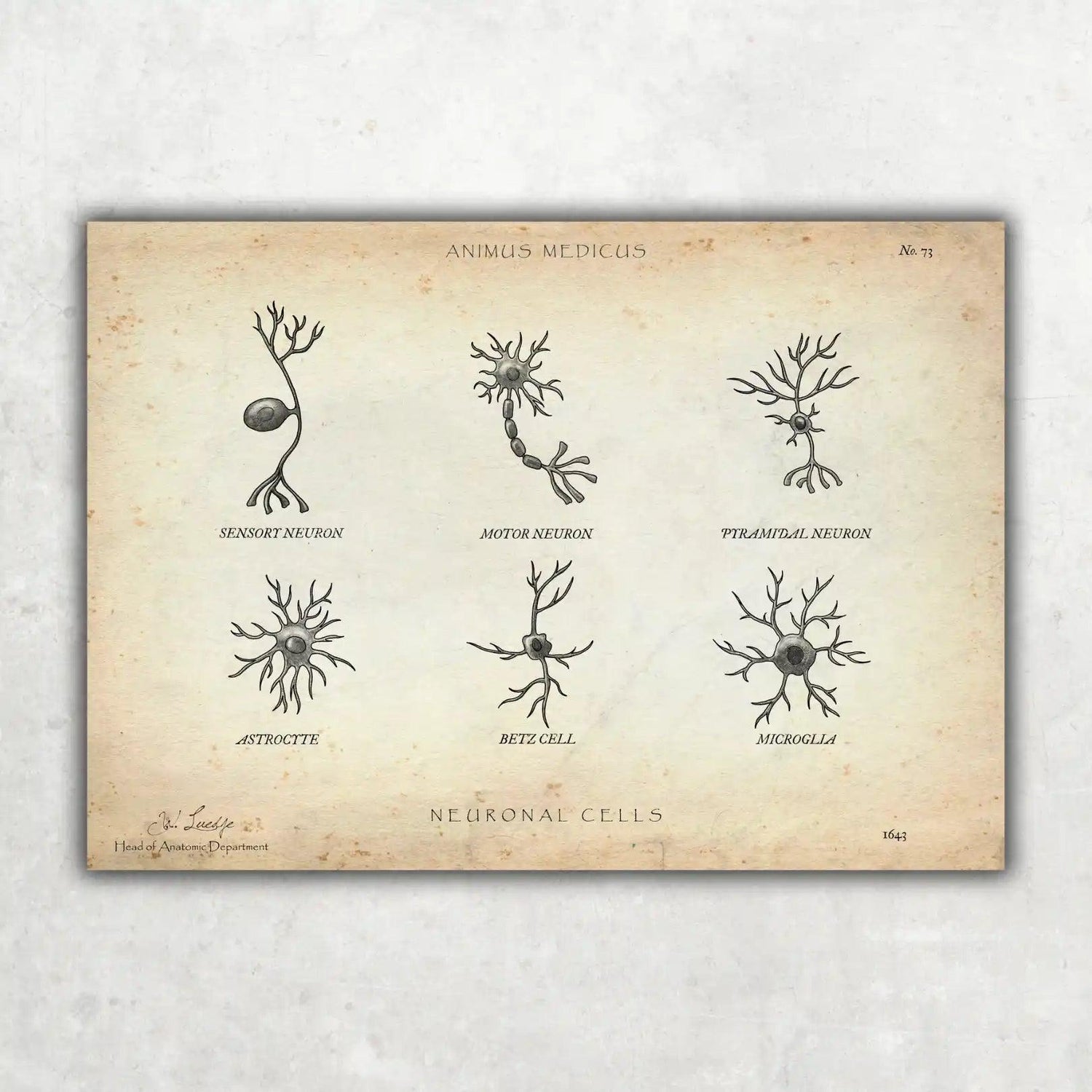 Neuronale Zellen - Animus Medicus GmbH