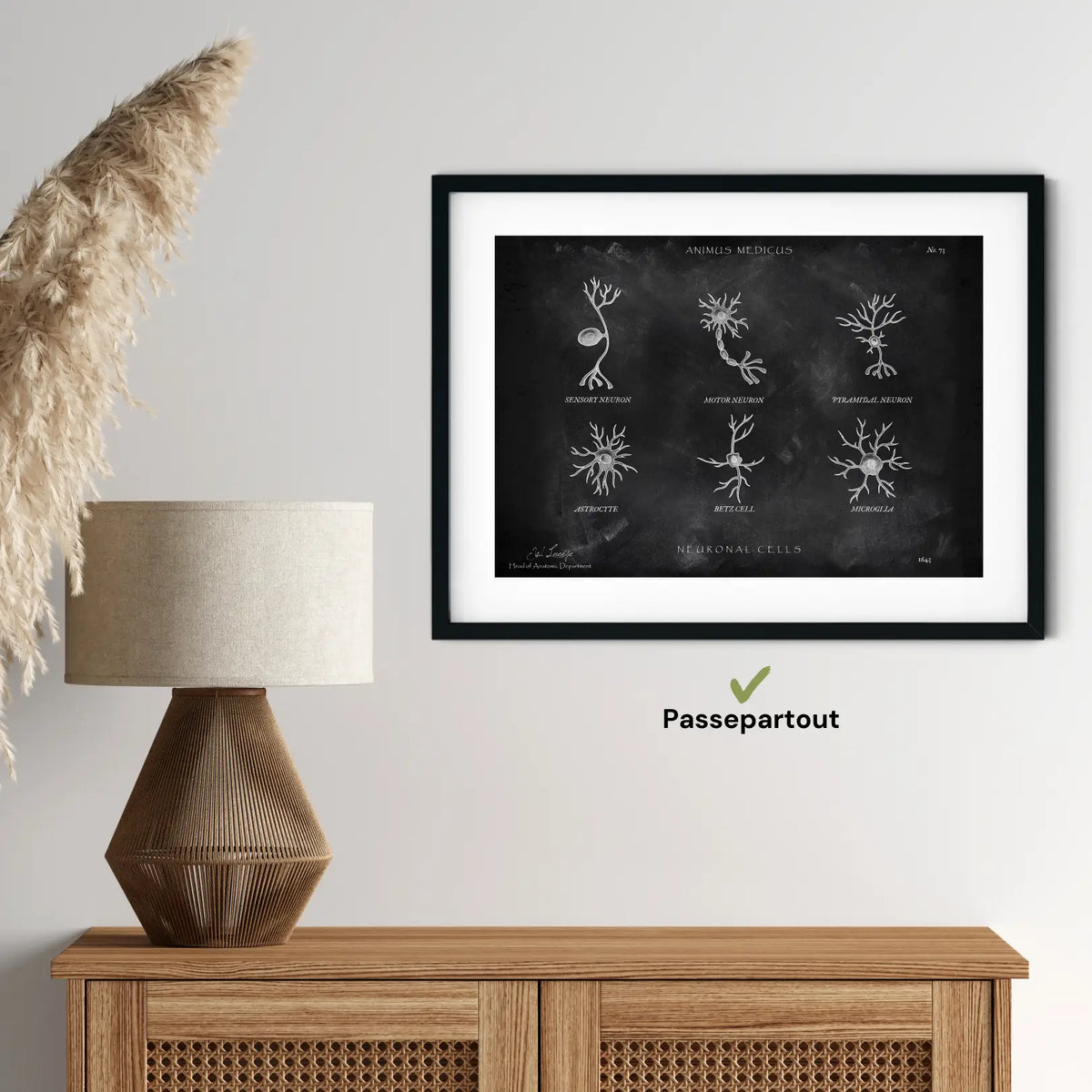 Neuronale Zellen - Chalkboard - Animus Medicus GmbH