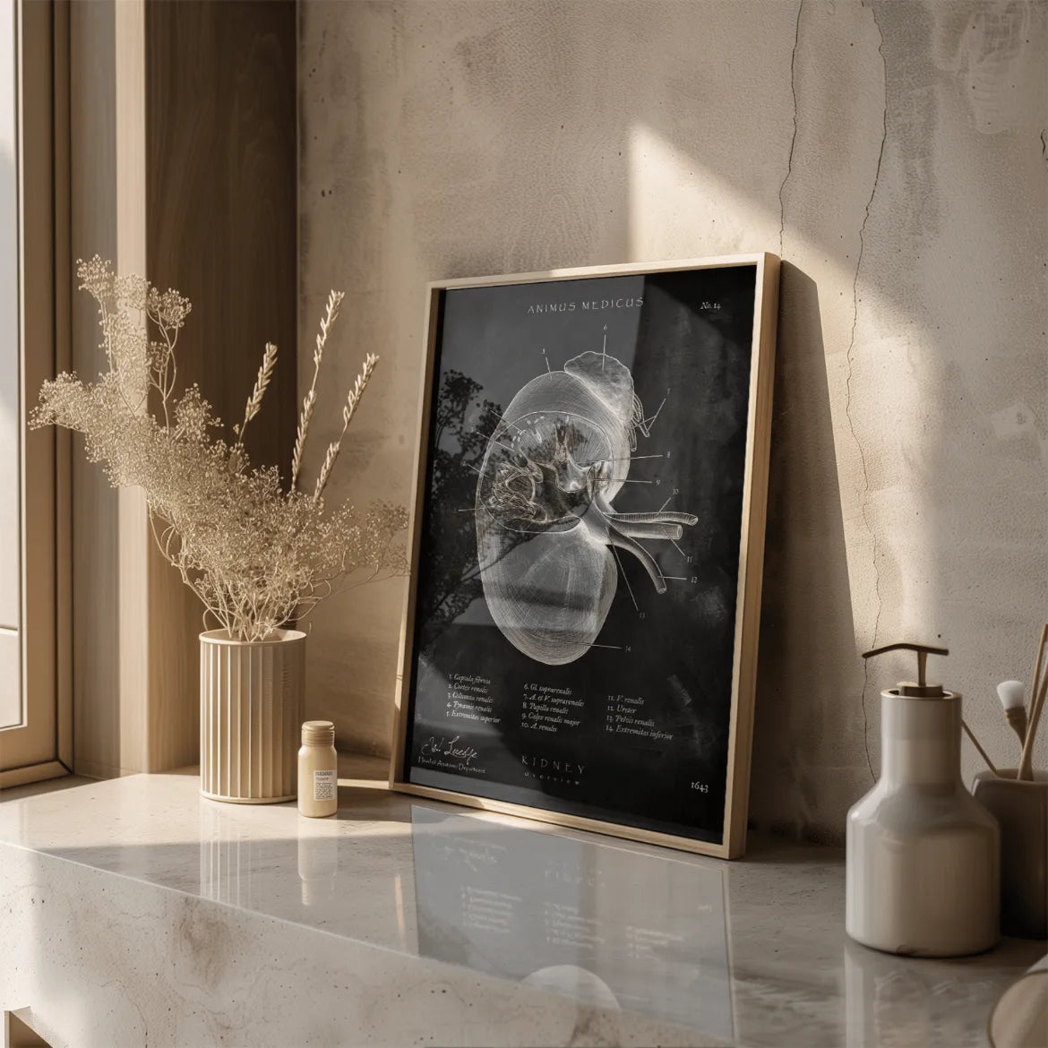 Nieren Anatomie - Chalkboard - Animus Medicus GmbH