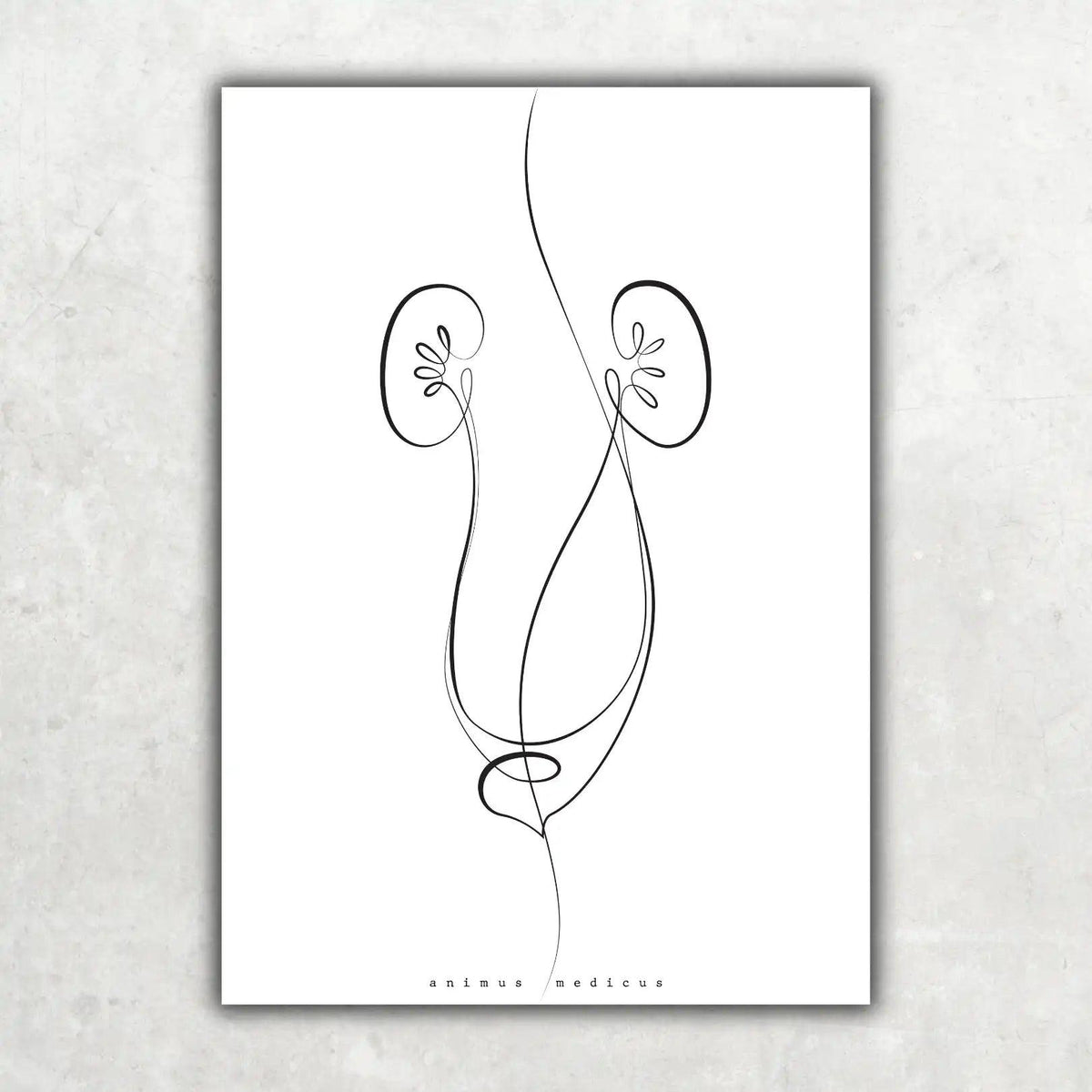 Nieren Anatomie Minimalist - Animus Medicus GmbH