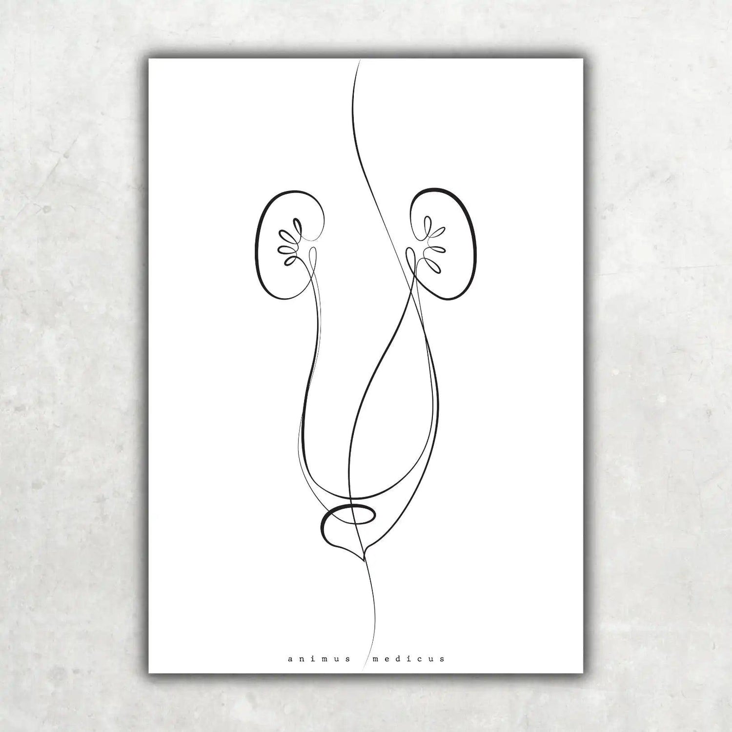Nieren Anatomie Minimalist - Animus Medicus GmbH