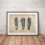 Oberschenkel Muskeln - Animus Medicus GmbH