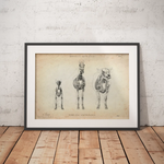 Osteologie der Tiere - Animus Medicus GmbH