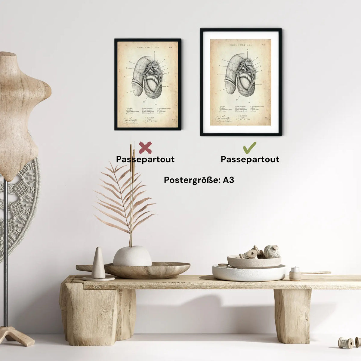 Penis mit Scrotum - Animus Medicus GmbH