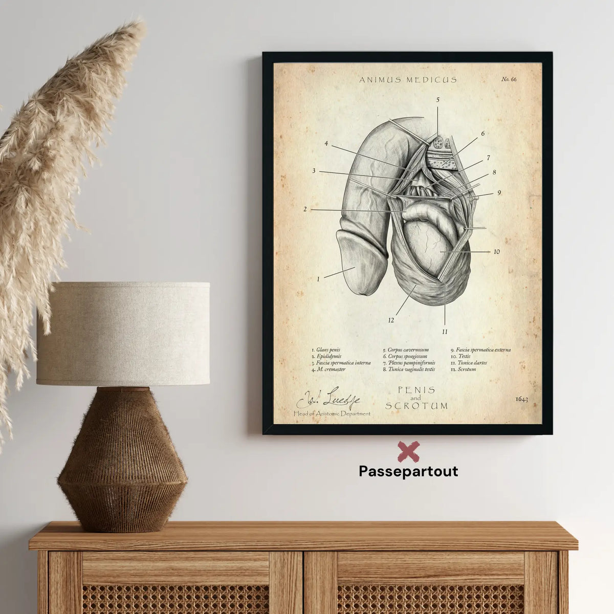 Penis mit Scrotum - Animus Medicus GmbH