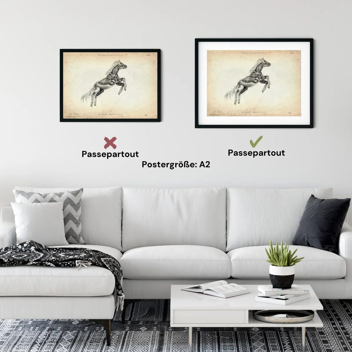 Pferde Muskulatur - Animus Medicus GmbH