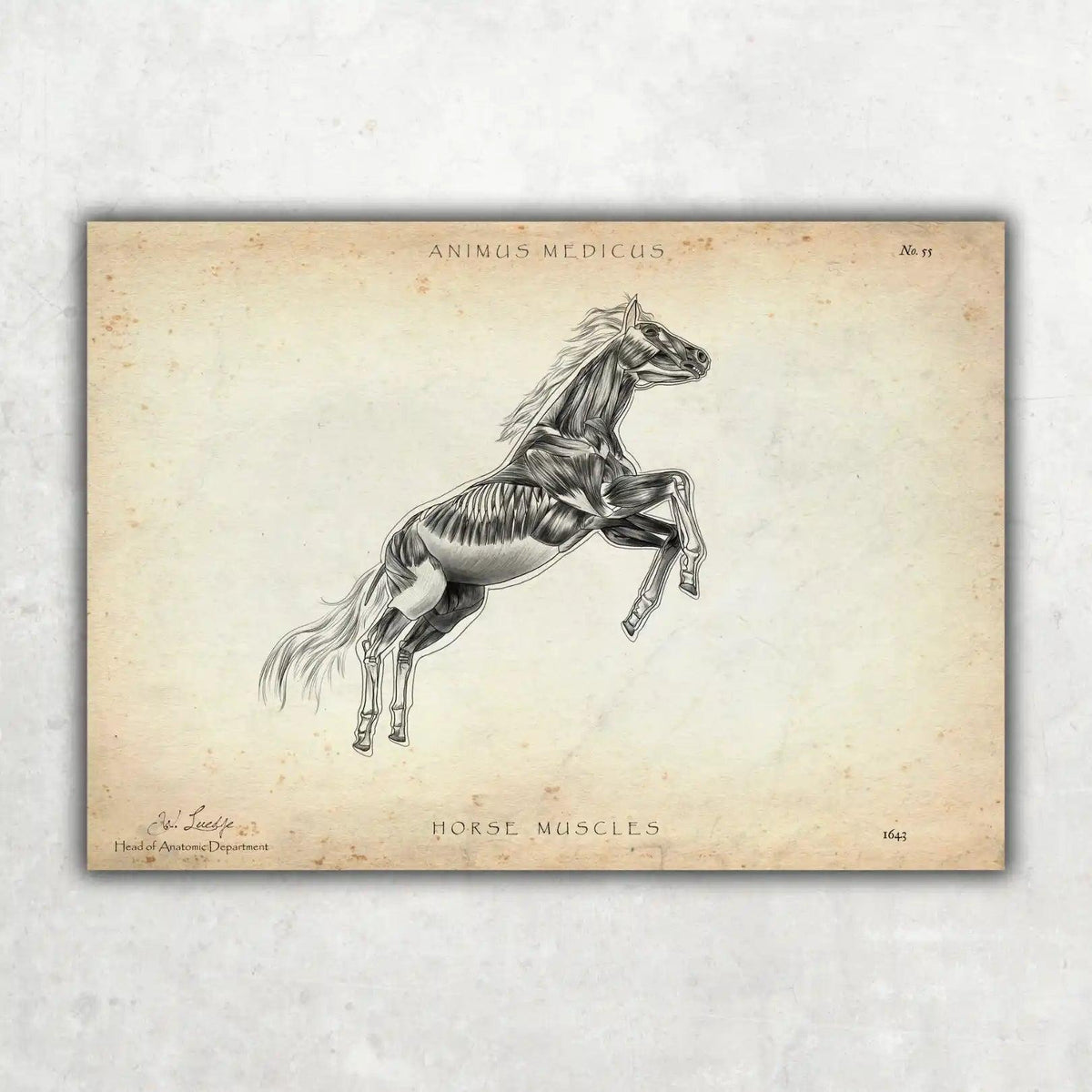 Pferde Muskulatur - Animus Medicus GmbH