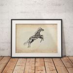 Pferde Muskulatur - Animus Medicus GmbH