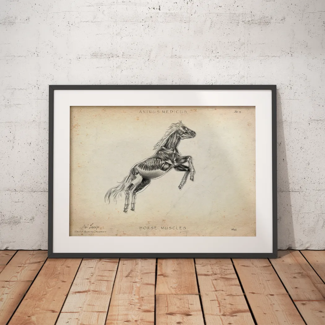Pferde Muskulatur - Animus Medicus GmbH