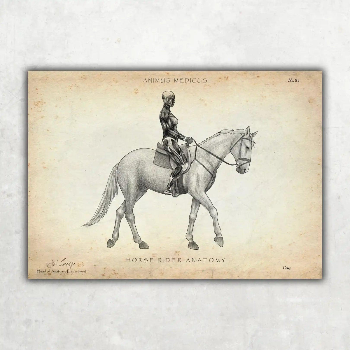 Reiten Anatomie Poster - Animus Medicus GmbH