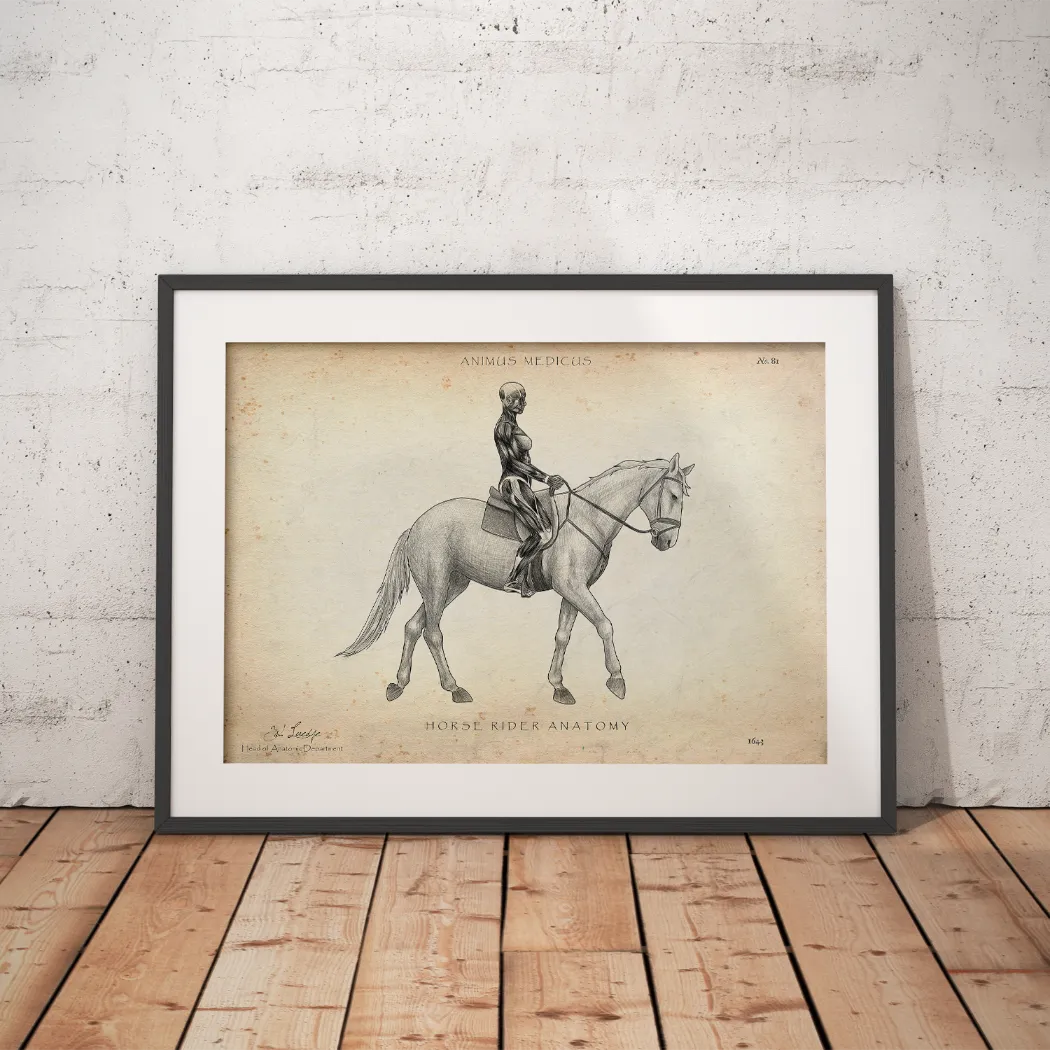 Reiten Anatomie Poster - Animus Medicus GmbH