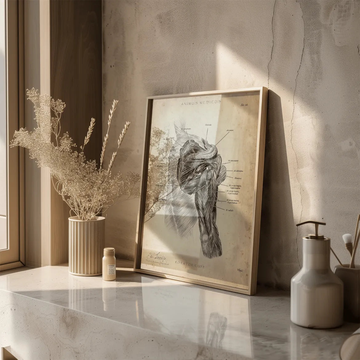 Rotatorenmanschette Anatomie - Animus Medicus GmbH