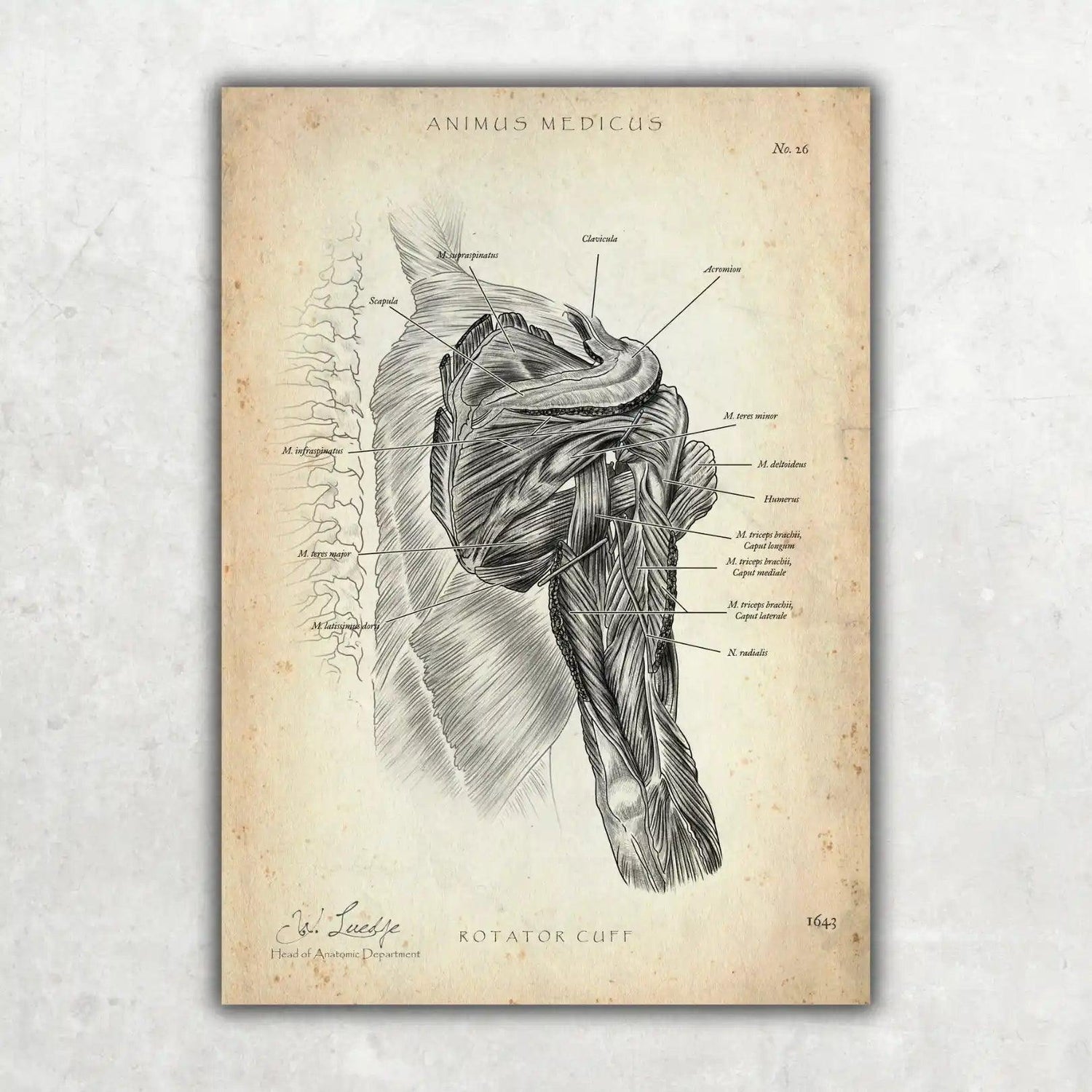 Rotatorenmanschette Anatomie - Animus Medicus GmbH
