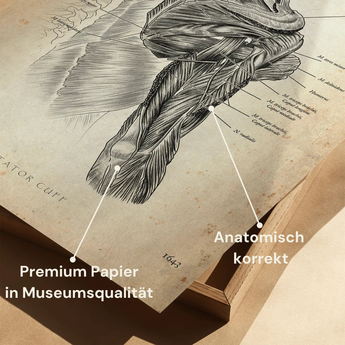 Rotatorenmanschette Anatomie - Animus Medicus GmbH
