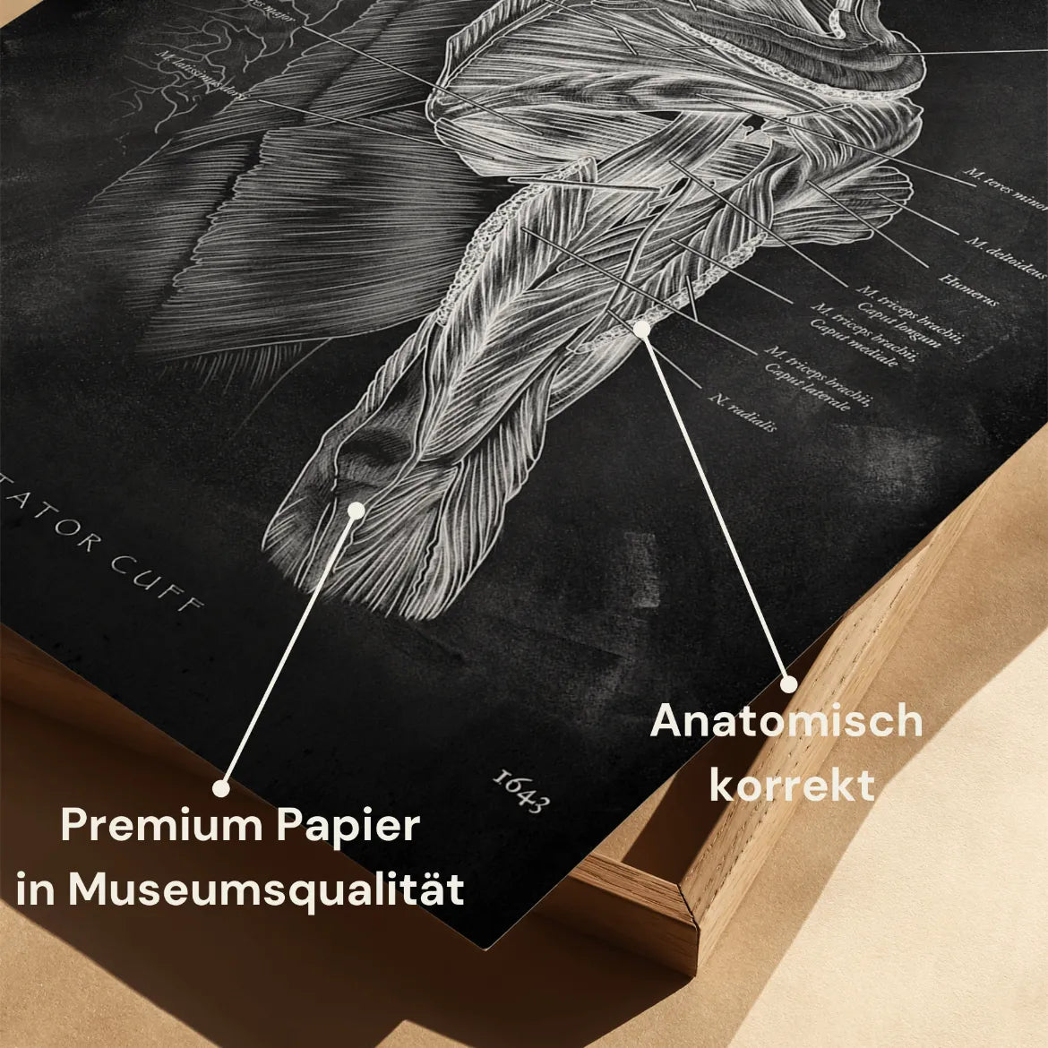 Rotatorenmanschette Anatomie - Chalkboard - Animus Medicus GmbH