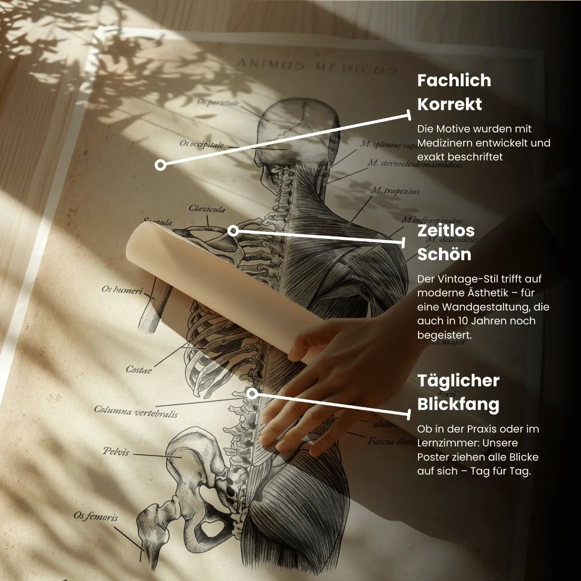 Rücken Anatomie | Knochen und Muskeln - Animus Medicus GmbH