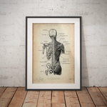 Rücken Anatomie | Knochen und Muskeln - Animus Medicus GmbH