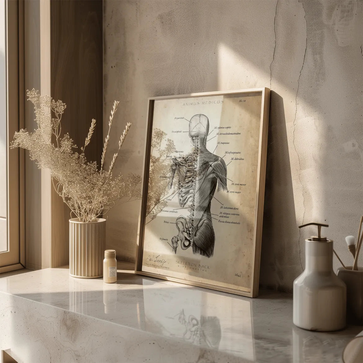 Rücken Anatomie | Knochen und Muskeln - Animus Medicus GmbH