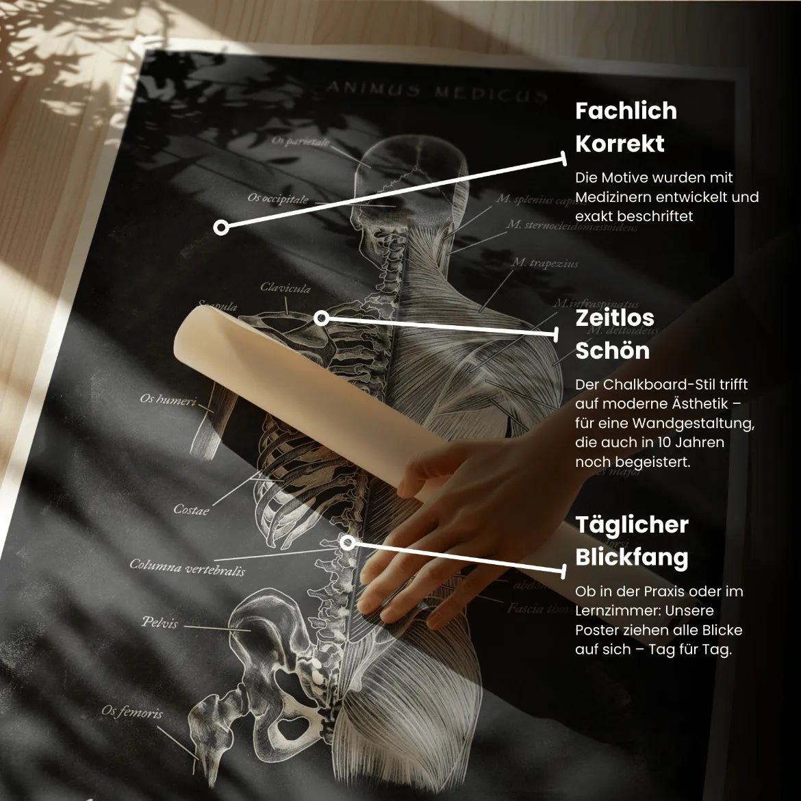 Rücken Anatomie | Knochen und Muskeln - Chalkboard - Animus Medicus GmbH