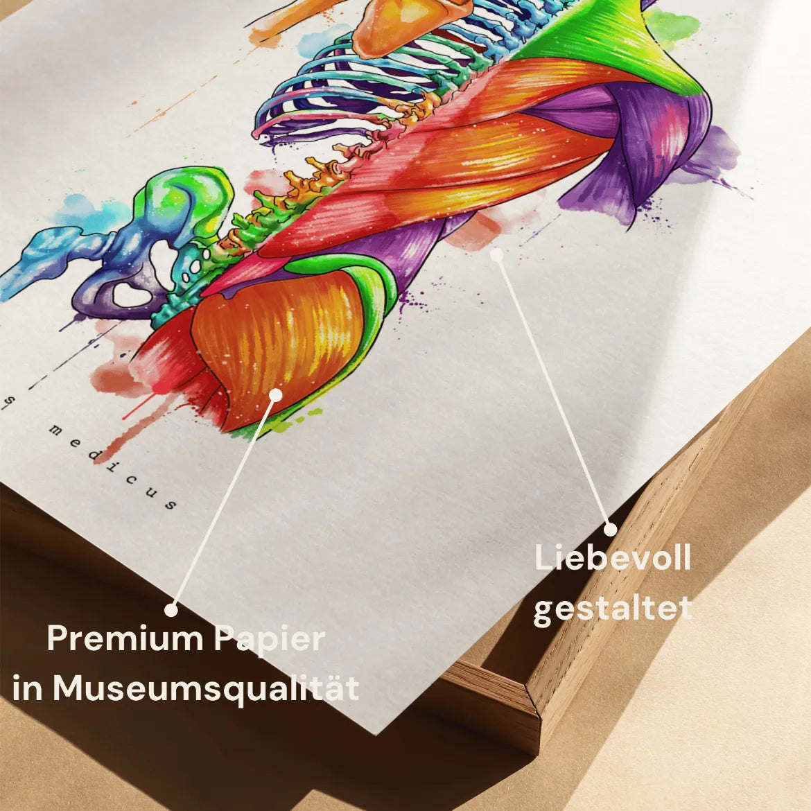 Rücken Anatomie - Rainbow - Animus Medicus GmbH