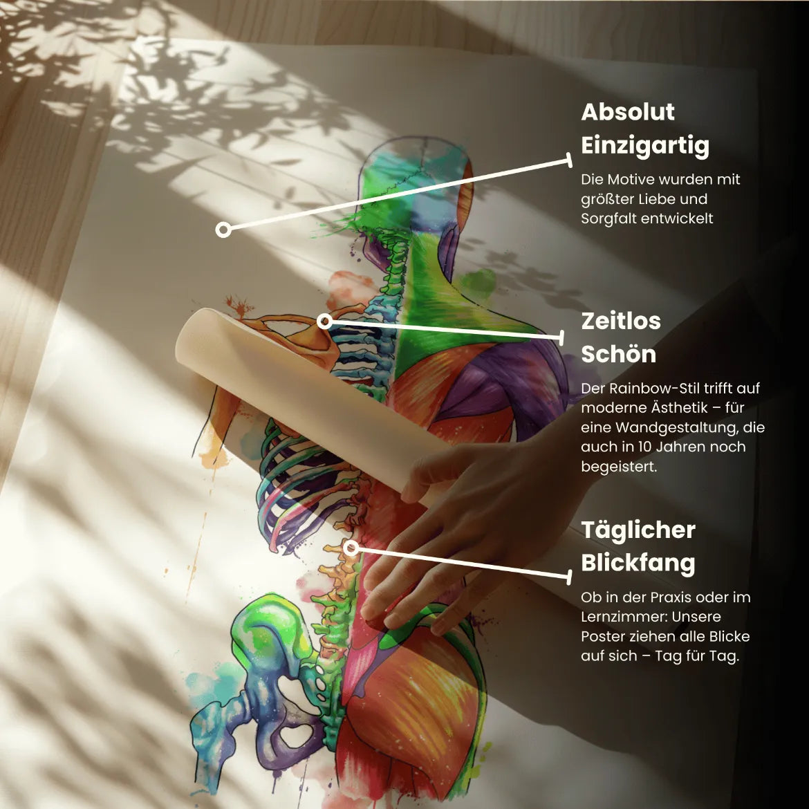 Rücken Anatomie - Rainbow - Animus Medicus GmbH