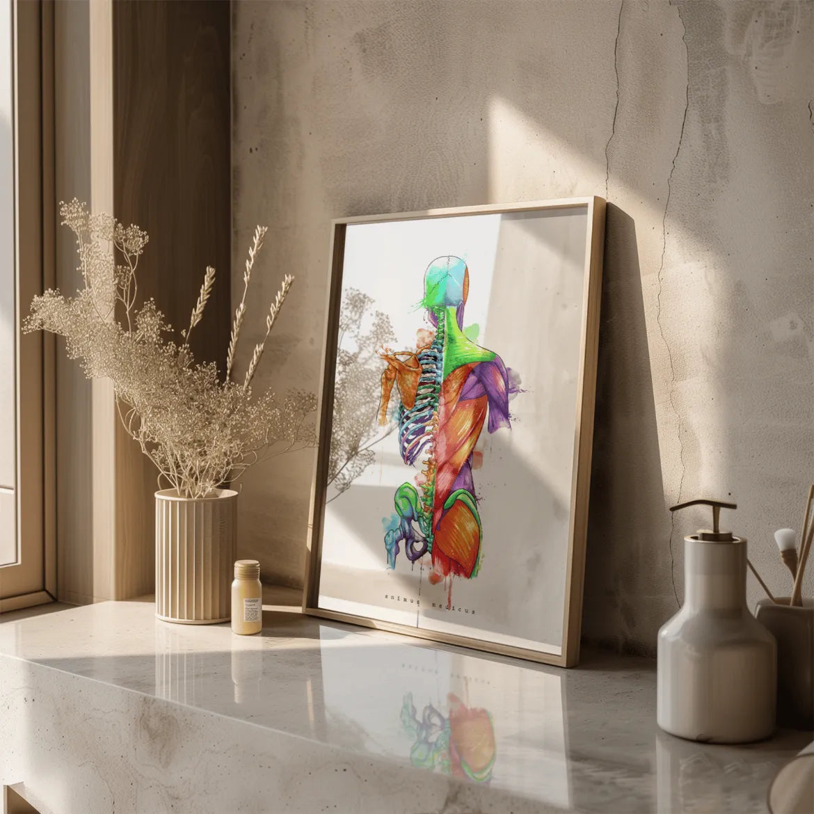 Rücken Anatomie - Rainbow - Animus Medicus GmbH